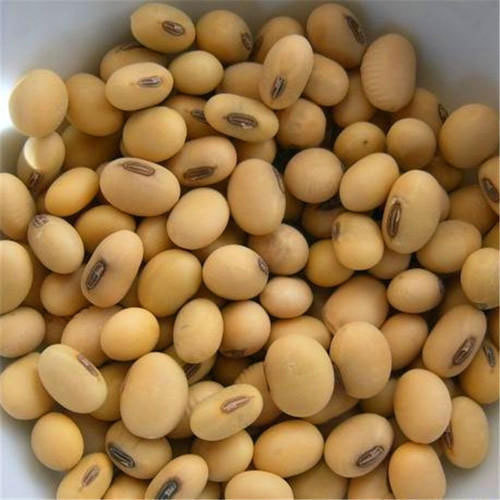 Soya Beans (Loose)
