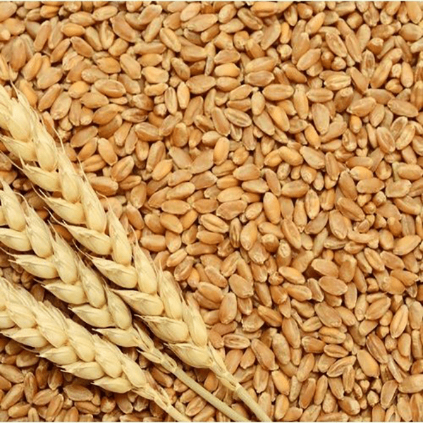 SS Wheat (Loose)